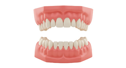 Obraz premium close-up of a human dentition model with white teeth and pink gums isolated on white transparent background, PNG 