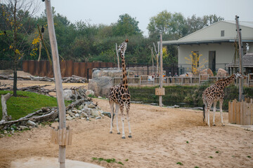 A giraffe is standing in a zoo enclosure next to a building © Harry
