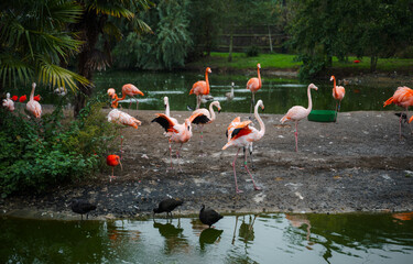 A flock of flamingos are standing in a pond