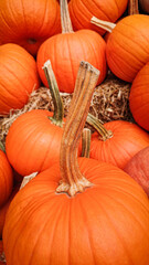 Detailed close up of orange pumpkins lying on straw, capturing texture and color of autumn harvest.