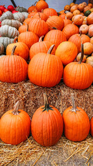 Pile of vibrant orange pumpkins arranged on straw bales at a rustic autumn farm stand.
