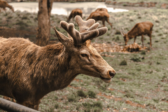 Retrato de cervo cercado por outros cervos em um zool&oacute;gico em um ambiente natural.
