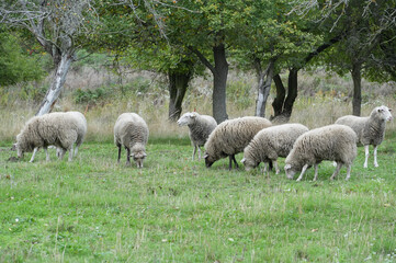 Naklejka premium Sheep grazing in a meadow with trees in the background.