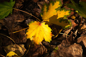 Autumn leaves on the ground in the forest. Selective focus.