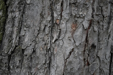 Bark of a tree in the forest. Close-up.