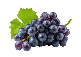 Close-up of a bunch of dark purple grapes with leaves