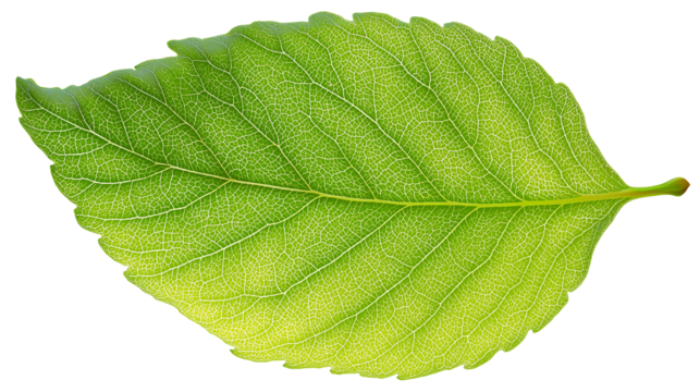 Fresh green leaf PNG on transparent background - Powered by Adobe