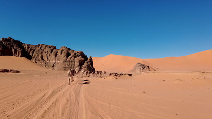 A trip to Sahara desert in Algeria. Beautiful 
african travel photo. Sandy landscape, mountains, rocks, dunes and nature. Summer vacation in arab country. Camel in desert.