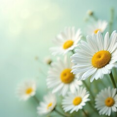 Fototapeta premium Closeup of daisy flowers with white petals and yellow centers. Floral backdrop with blurred soft focus shows beauty of spring nature. Elegant fresh botanical theme represents summer bloom.