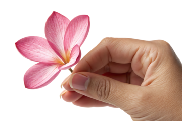 pink flower against black background delicate, cutout, PNG isolated on a white or transparent background, AI