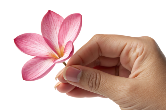 pink flower against black background delicate, cutout, PNG isolated on a white or transparent background, AI