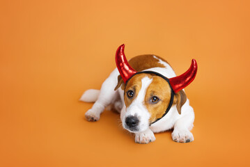 Jack Russell Terrier dog with very cute eyes wearing red devil horns on an orange background