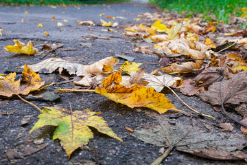 Colorful autumn leaves scattered on a path in the park during a cool afternoon