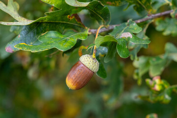 A small acorn is hanging from a tree branch © Jill Dundee
