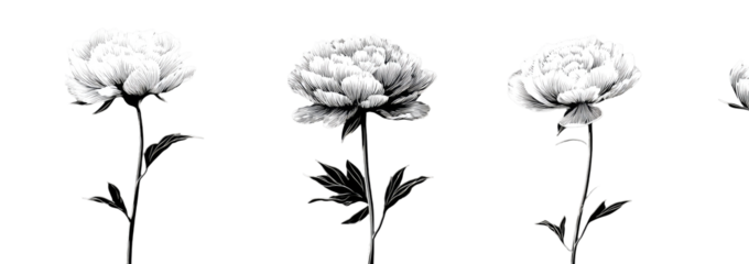 Four stylized white flowers on black background