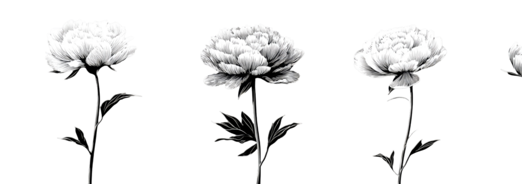 Four stylized white flowers on black background - Powered by Adobe