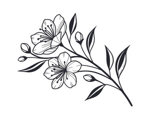 Elegant Blossom Branch Illustration with Blooming Flowers and Delicate Leaves for Botanical Design and Springtime Decor Black and White