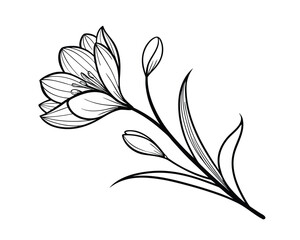 Elegant Freesia Flower Line Art Illustration for Coloring Pages and Botanical Designs Delicate Floral Artwork Monochrome Style Beautiful Freesia Blossom