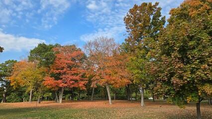 Autumn trees with colorful foliage in park. Beautiful fall season landscape with vibrant orange and green leaves. Nature scene for seasonal background.