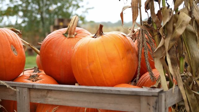 Pumpkin harvest season in a farm field. Large wooden crate filled with freshly picked pumpkins during autumn harvest. Warm natural light highlights the orange pumpkins in the crate.