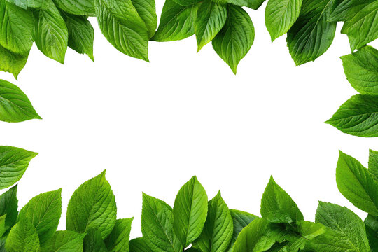 Lush green leaves frame a dark black center, creating a botanical border - Powered by Adobe