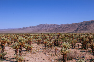 Joshua Tree National Park Landscape Mojave Desert Scenery with Iconic Joshua Trees, Blue Sky,...