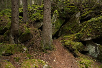 Obraz premium Boulders at the river Vydra in Bohemian Forest in Czech republic,Europe 