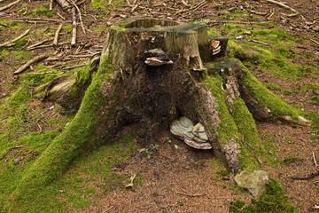 Tree stump with moss and bracket fungis in Javornik, South Bohemian Region, Czech Republic, Europe  © kstipek