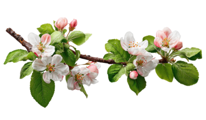 Close-up of a blossoming apple branch with delicate white flowers and green leaves (1)