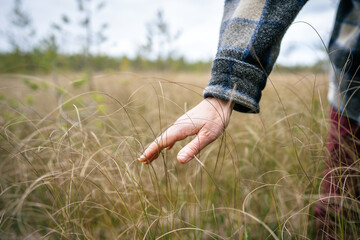 Closeup of hand touching dry grass stems of autumn raised peat bog during walk through wetland. Female enjoying sensory awareness interacting with grass having tactile pleasure and calming effect