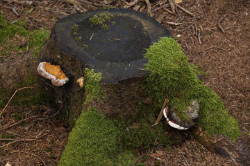 Tree stump with moss and bracket fungis in Javornik, South Bohemian Region, Czech Republic, Europe
