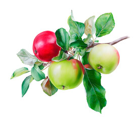 Watercolor branch with red and green apples, botanical illustration, isolated on white