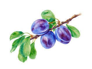 Watercolor plum branch with leaves, detailed botanical illustration, isolated on white