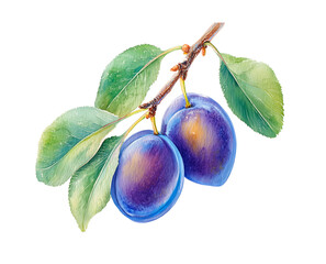 Watercolor plum branch with leaves, detailed botanical illustration, isolated on white