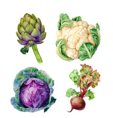 Watercolor cauliflower, artichoke, beetroot, red cabbage, botanical illustration, isolated on white