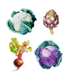 Watercolor cauliflower, artichoke, beetroot, red cabbage, botanical illustration, isolated on white
