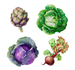 Watercolor vegetables — artichoke, cabbage, beetroot, botanical illustration, isolated on white