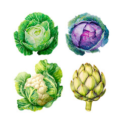 Watercolor cabbage, cauliflower, red cabbage, artichoke, botanical illustration, isolated on white
