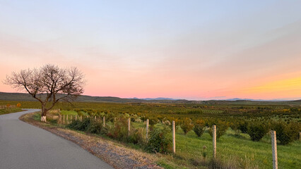  Scenic countryside road curving through green fields under a pastel sunset sky. Peaceful rural landscape perfect for travel, adventure, tourism, freedom, and lifestyle concepts. High quality photo