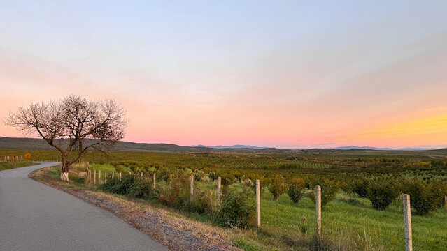  Scenic countryside road curving through green fields under a pastel sunset sky. Peaceful rural landscape perfect for travel, adventure, tourism, freedom, and lifestyle concepts. High quality photo