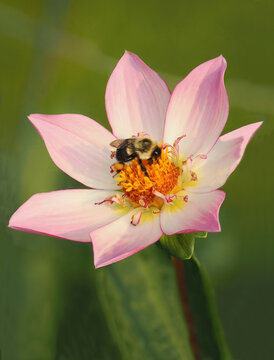 A Close-up Focus Stacked Pink Yellow and White Dalia with a Bumble Bee Pollinating It on an Out of Focus Green Background