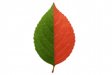 Half green and half red leaf symbolizing season change and nature transition, transparent background