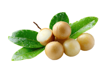 Fresh macadamia nuts on leaves