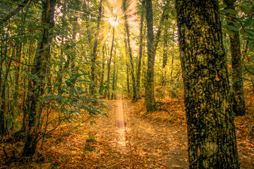 Obraz premium Golden Morning in the Chestnut Forest