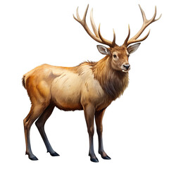 Fototapeta premium Illustration of majestic elk standing tall, isolated on transparent background, showcasing its impressive antlers and powerful build in a detailed and captivating illustration