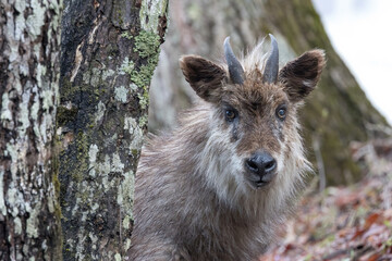 野生の日本カモシカのクローズアップ