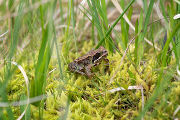 Close up of a common frog (rana temporaria)