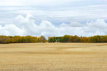 Beautiful landscape, agricultural field after harvesting with yellow stubbles along the colorful autumn trees in the horizon, cloudy blue sky.