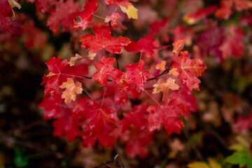 Vibrant Red Maple Leaves in Autumn, Mill A Basin Utah