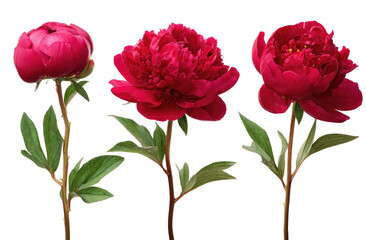 Obraz premium Three vibrant red peonies in varying stages of bloom, isolated against a black background. Each stem features leaves and a contrasting green stem